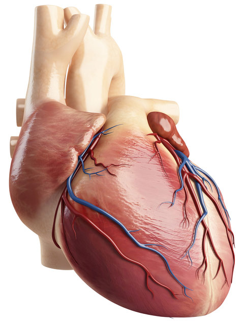 Tratamente pentru arterele calcificate în inimă